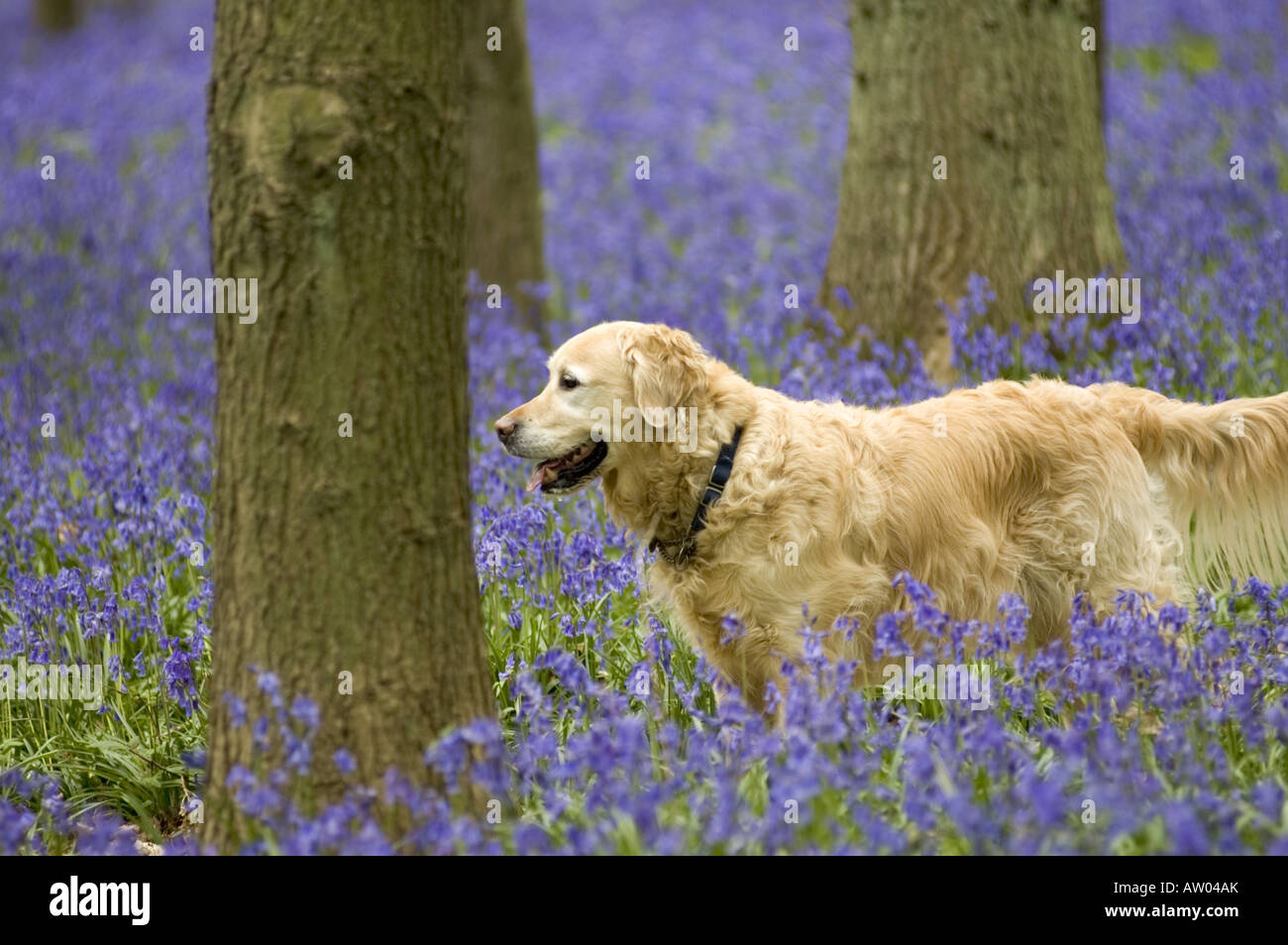 Glücklicher Hund in Buche Wald dicht mit duftenden englischen Glockenblumen, UK. Stockfoto