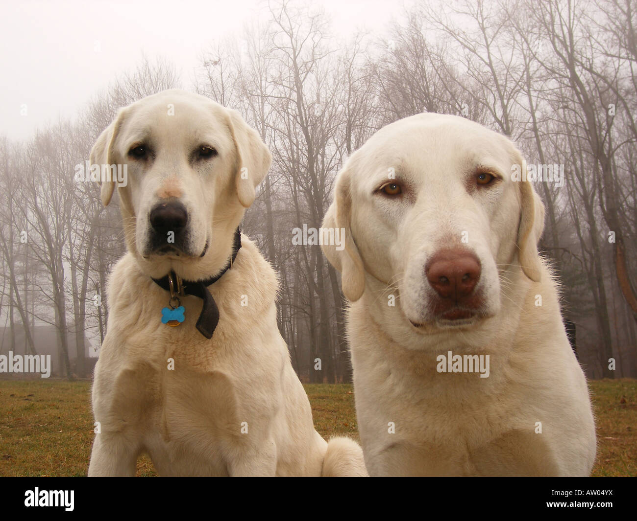 AJD59789, Hunde, anatolischen Hirten, Blue Ridge Parkway, Virginia, VA Stockfoto