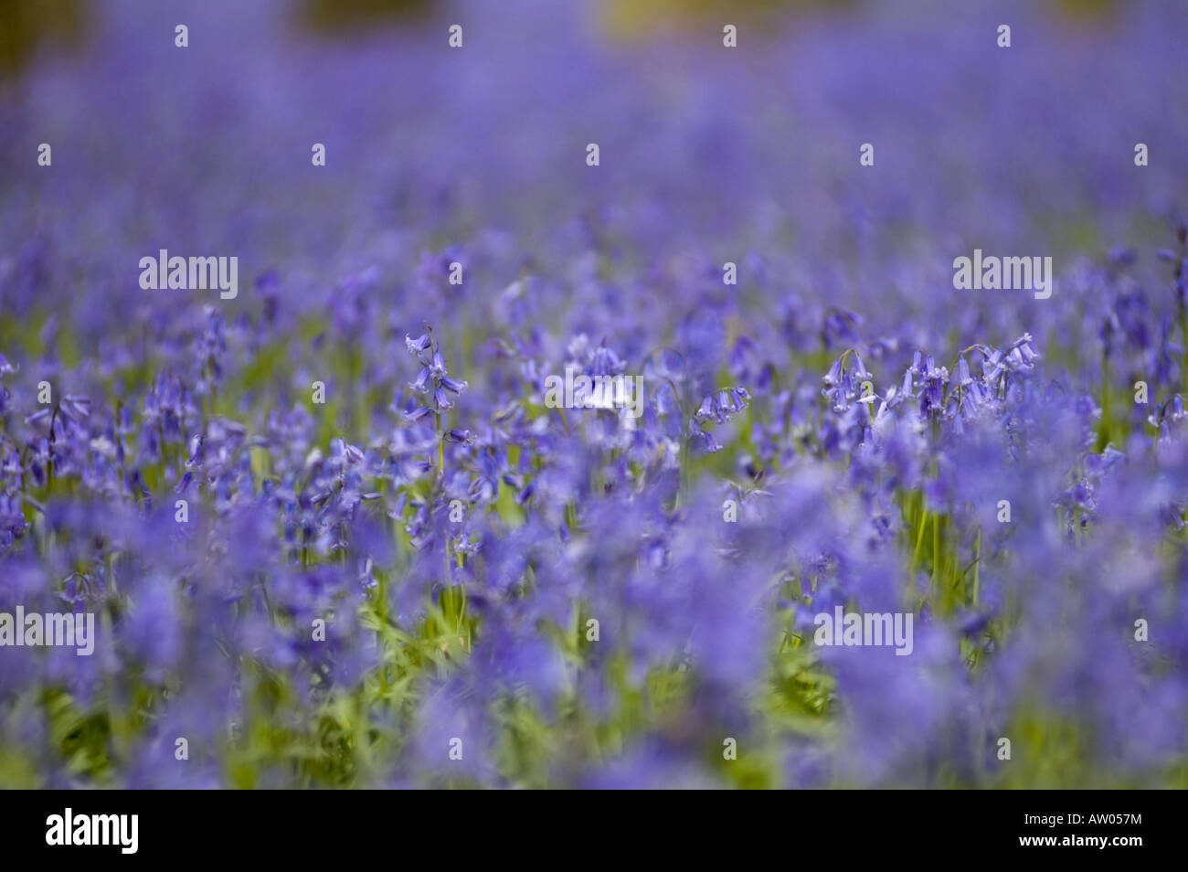 Dichten Teppich aus duftenden englischen Glockenblumen, Chiltern Hills, Hertfordshire, UK. Stockfoto