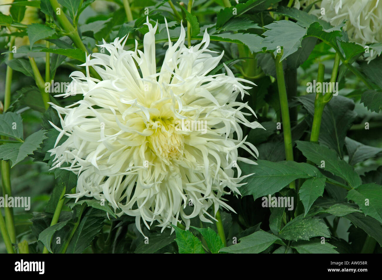Blühende fünische Dahlie (Dahlia Tsuki Yori No Shisha) in einem Garten Stockfoto