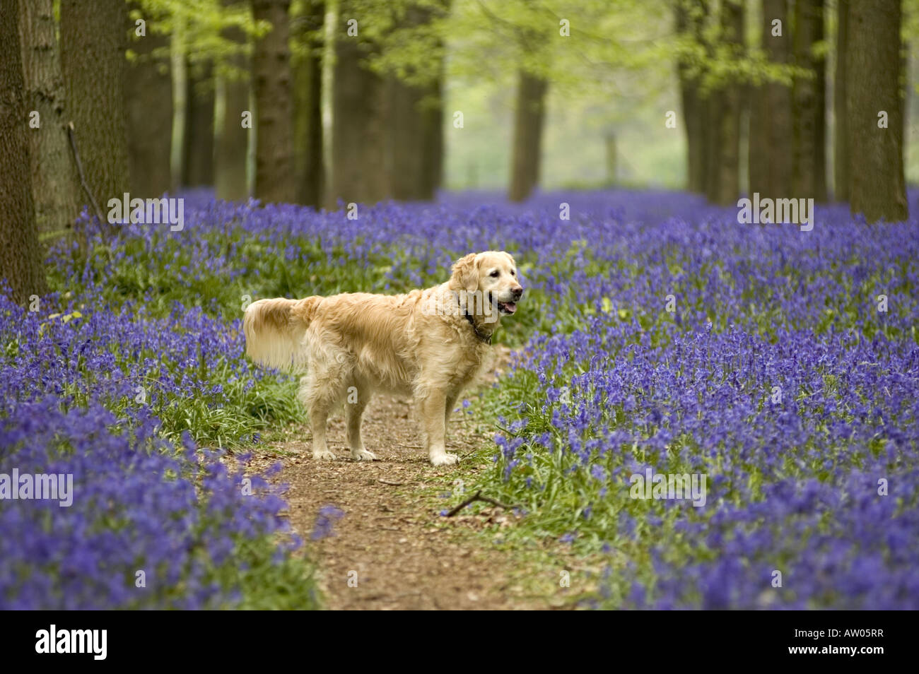 Glücklicher Hund in Buche Wald dicht mit duftenden englischen Glockenblumen, UK. Stockfoto