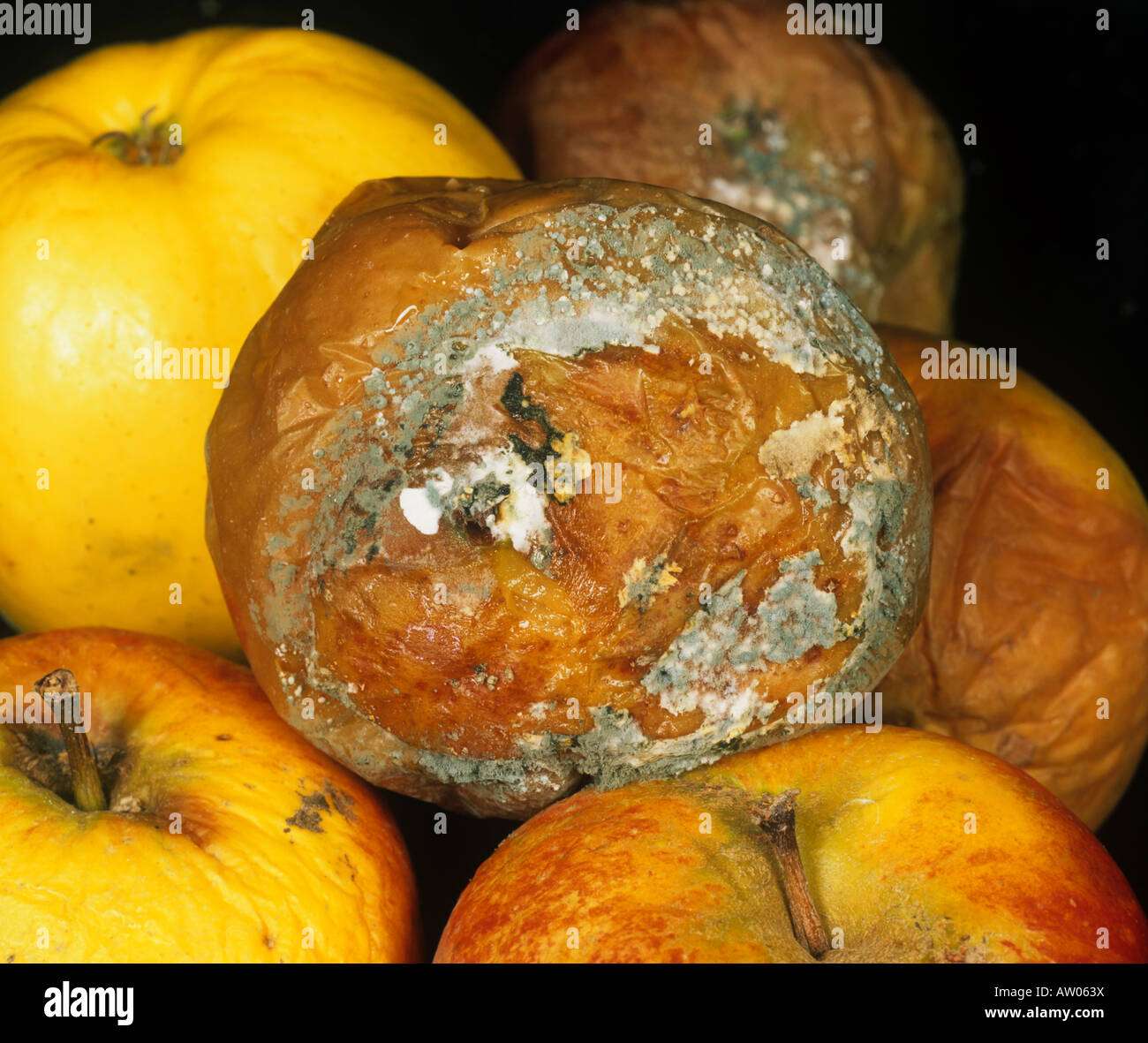 Blauschimmel Penicillium Expansum auf gespeicherte Apfelfrucht Stockfoto
