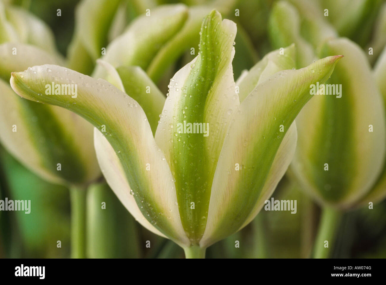 Tulipa 'Deirdre"(Tulip) Division 8 Viridiflora-Gruppe. Stockfoto