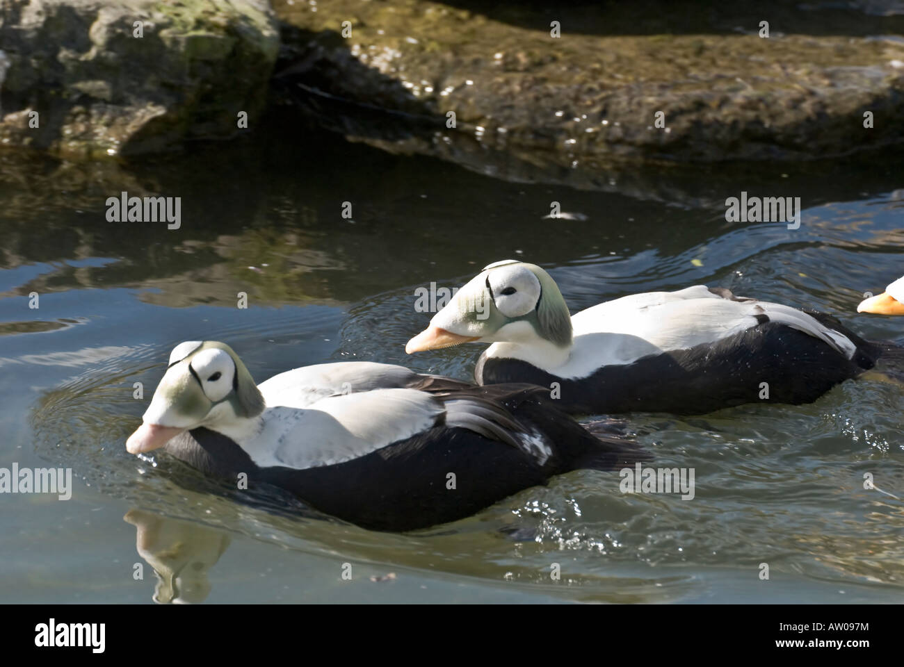 Brillentragende Eiderente Somateria fischeri Stockfoto