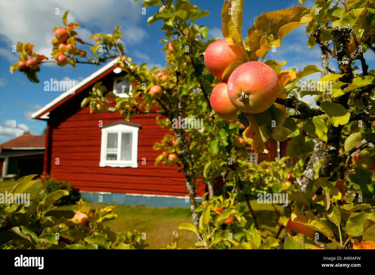 Apfelbaum und Dalapferd Fabrik, Dalarna, Schweden Stockfoto