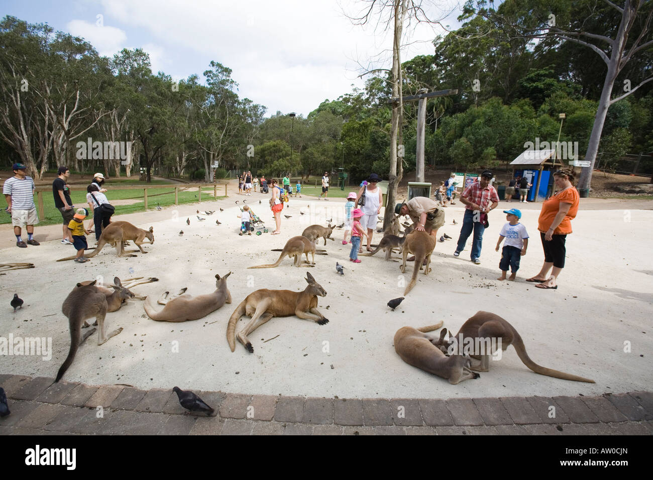 Kängurus in Currumbin Wildlife sanctuary Stockfoto