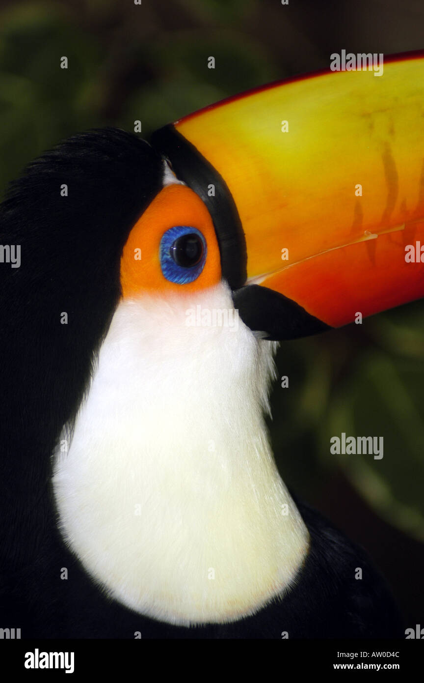 Riesentukan Ramphastos Toco Tropischer Vogel Des Brasilianischen Regenwaldes Riesigen Gelben Schnabel Schwarzer Korper Profilbildnis Closeup Stockfotografie Alamy
