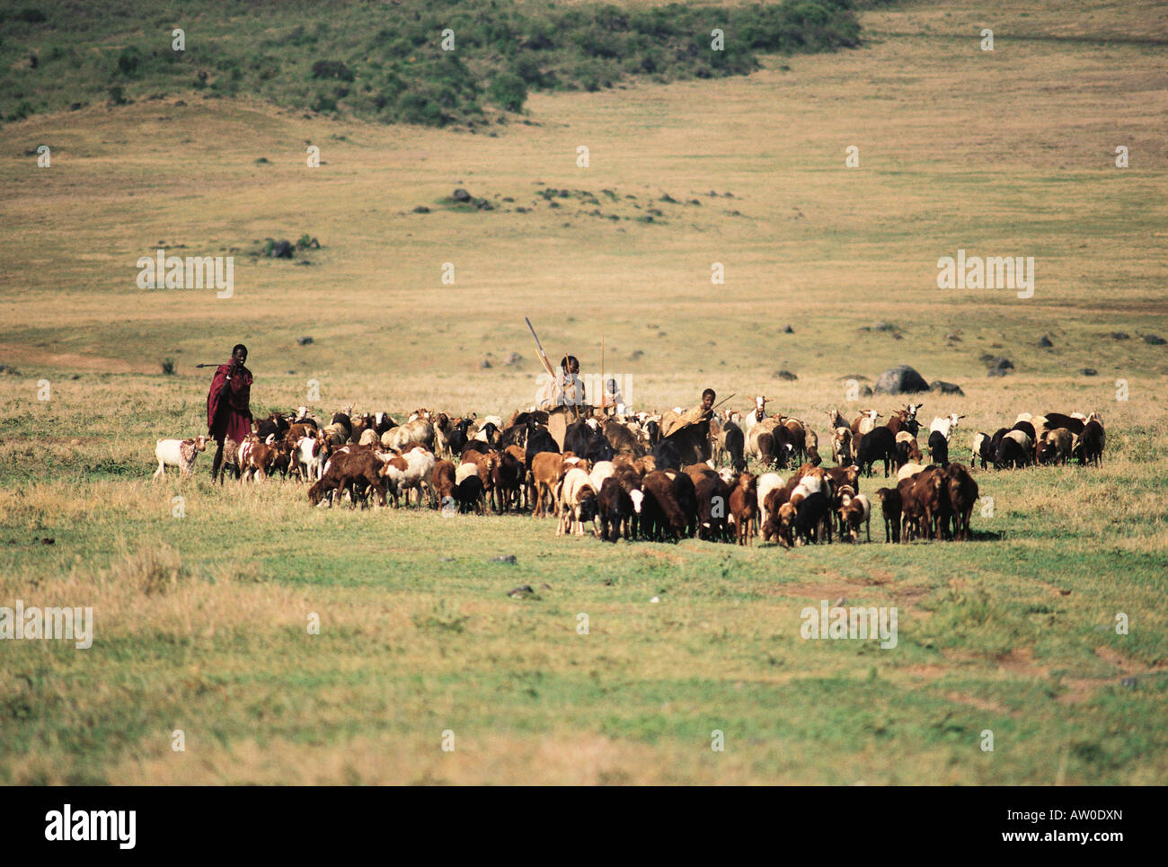 Massai mit Herde von Schafen und Ziegen in der Nähe von Ngorongoro Krater Tansania Ostafrika Stockfoto