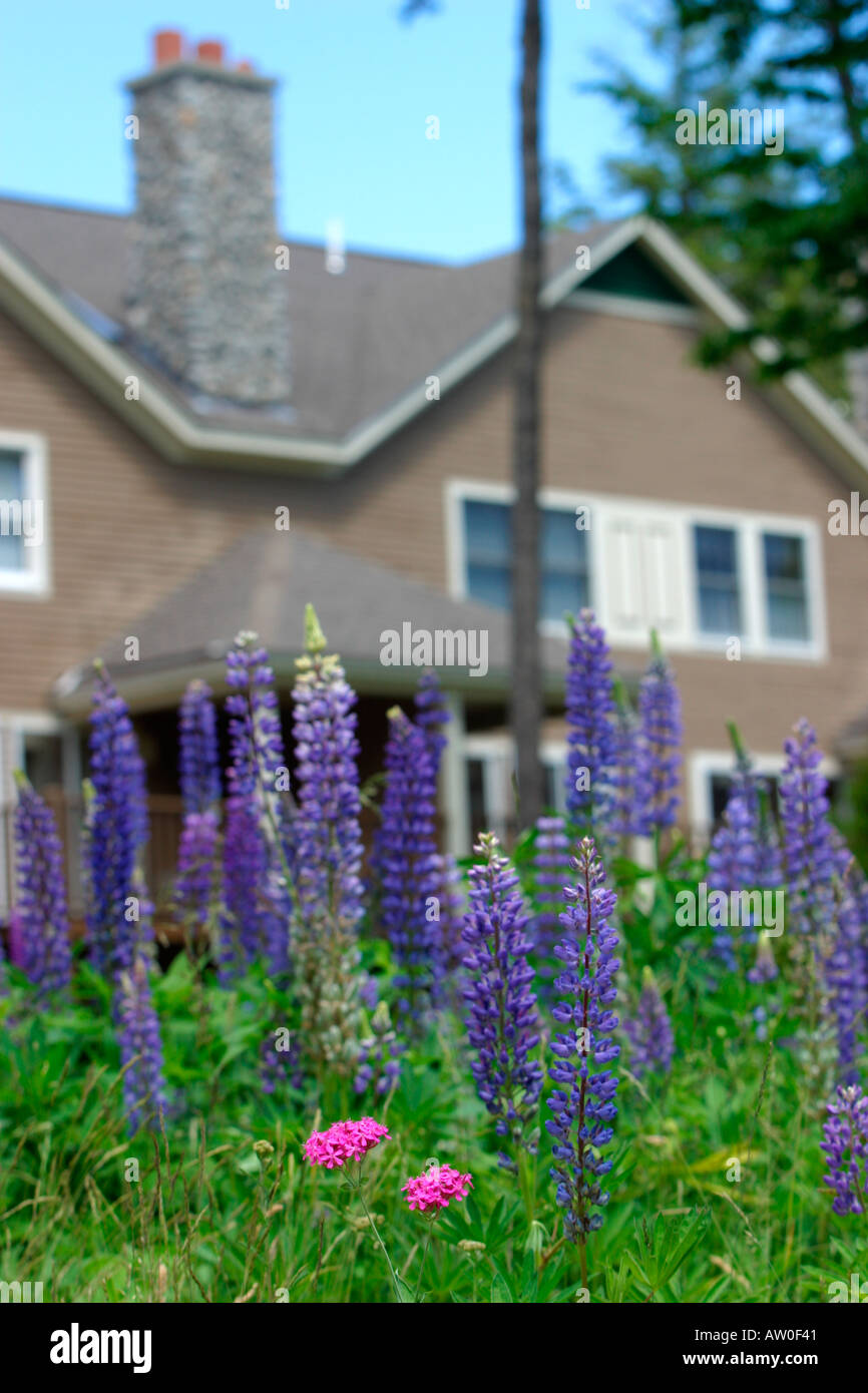 Lupinen Blumen in Nachbarschaft Bethel Maine Stockfoto