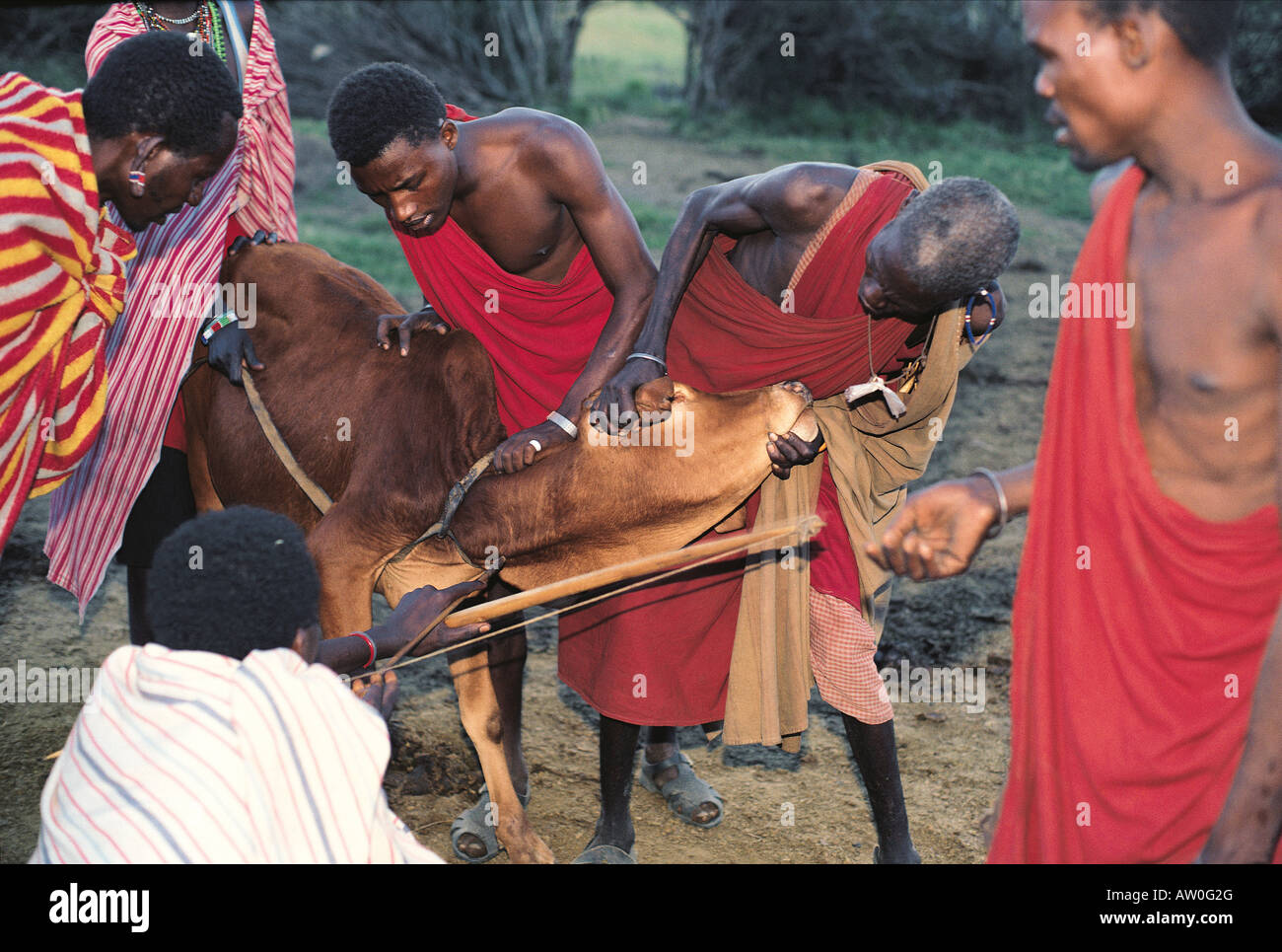 Maasai Mann schießen Pfeil in Hals Vene Kuh aus Blut südlichen Kenia in Ostafrika zu zeichnen Stockfoto
