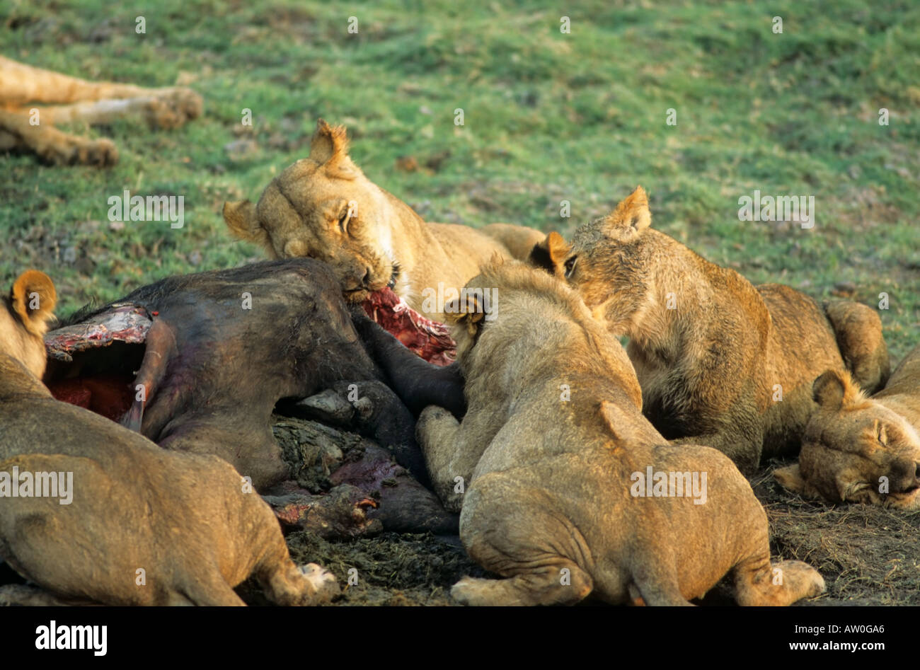 Löwen bei einem Kill, Chobe Nationalpark, Botswana Stockfoto