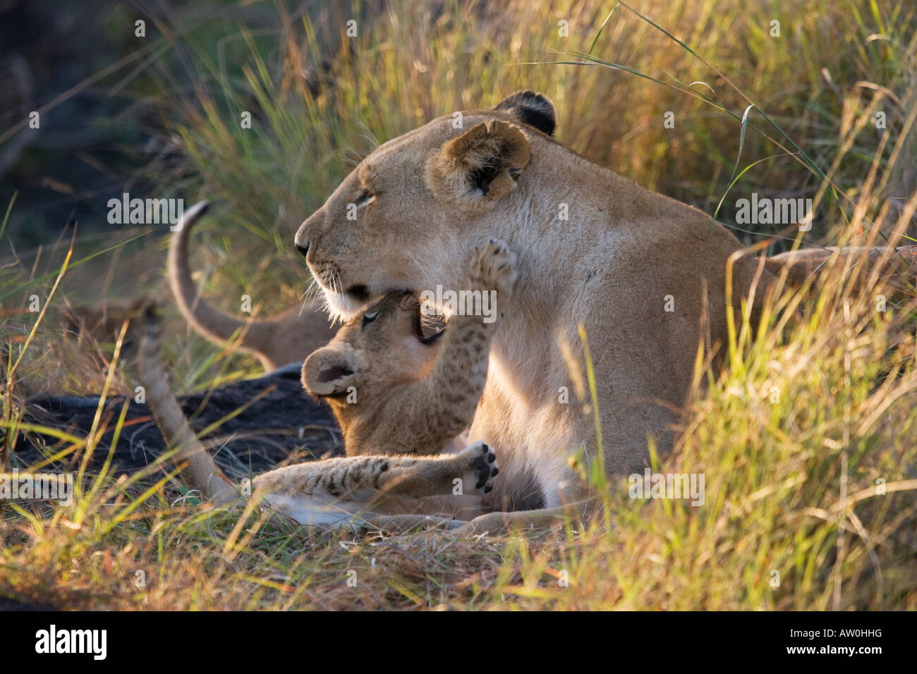 Löwin (Panthera Leo) mit spielerischen Cub Stockfoto