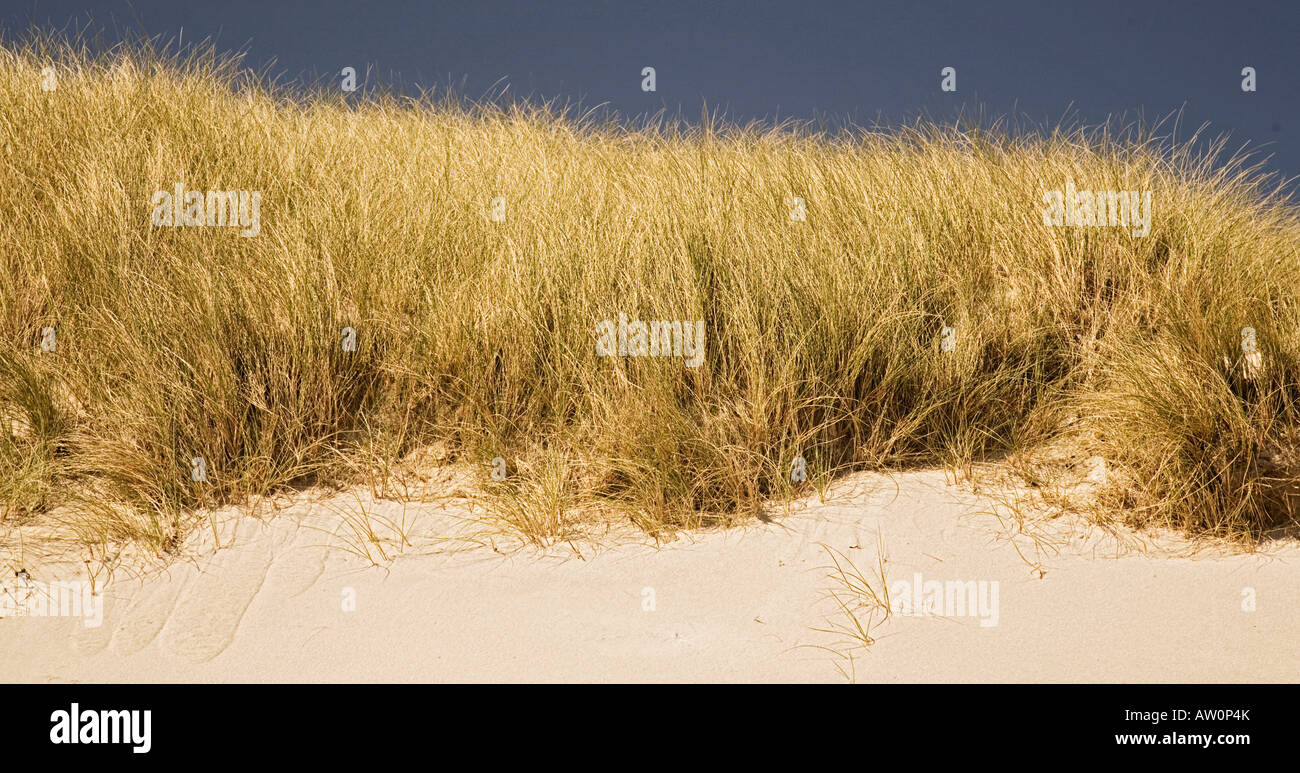 Dünengebieten Grass (Ammophila Arenaria) auf Sand, Schottland Stockfoto