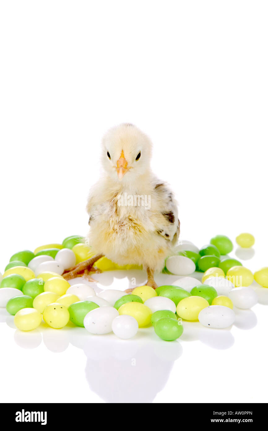 Niedliche kleine zwei Wochen alten Huhn unter Süßigkeiten Eiern Stockfoto