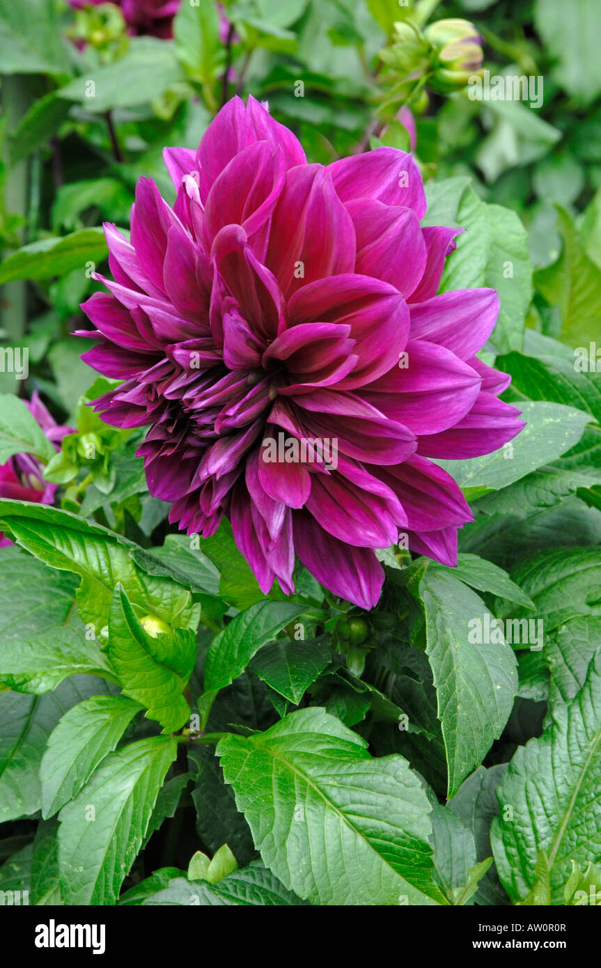 Blühende Dahlie (Dahlia Thomas A. Edison) in einem Garten Stockfoto