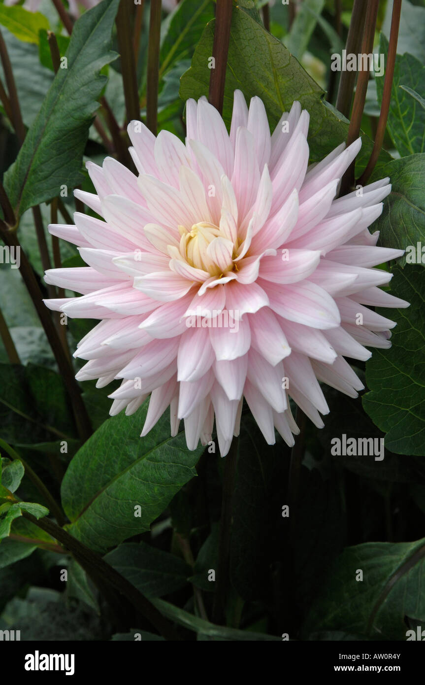Blühende Seerose-Dahlie (Dahlia Helena) in einem Garten Stockfoto