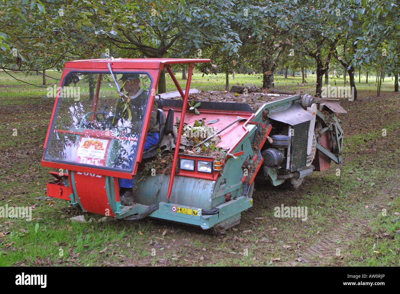 Wand Nuss Wallnut Harvester Maschinen. Walnuss Baum Grenoble, Frankreich WalnutPicking09879 Stockfoto