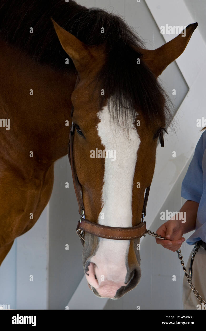 Braunes, braunes, braunes Pferd mit weißer Markierung im Gesicht Stockfoto