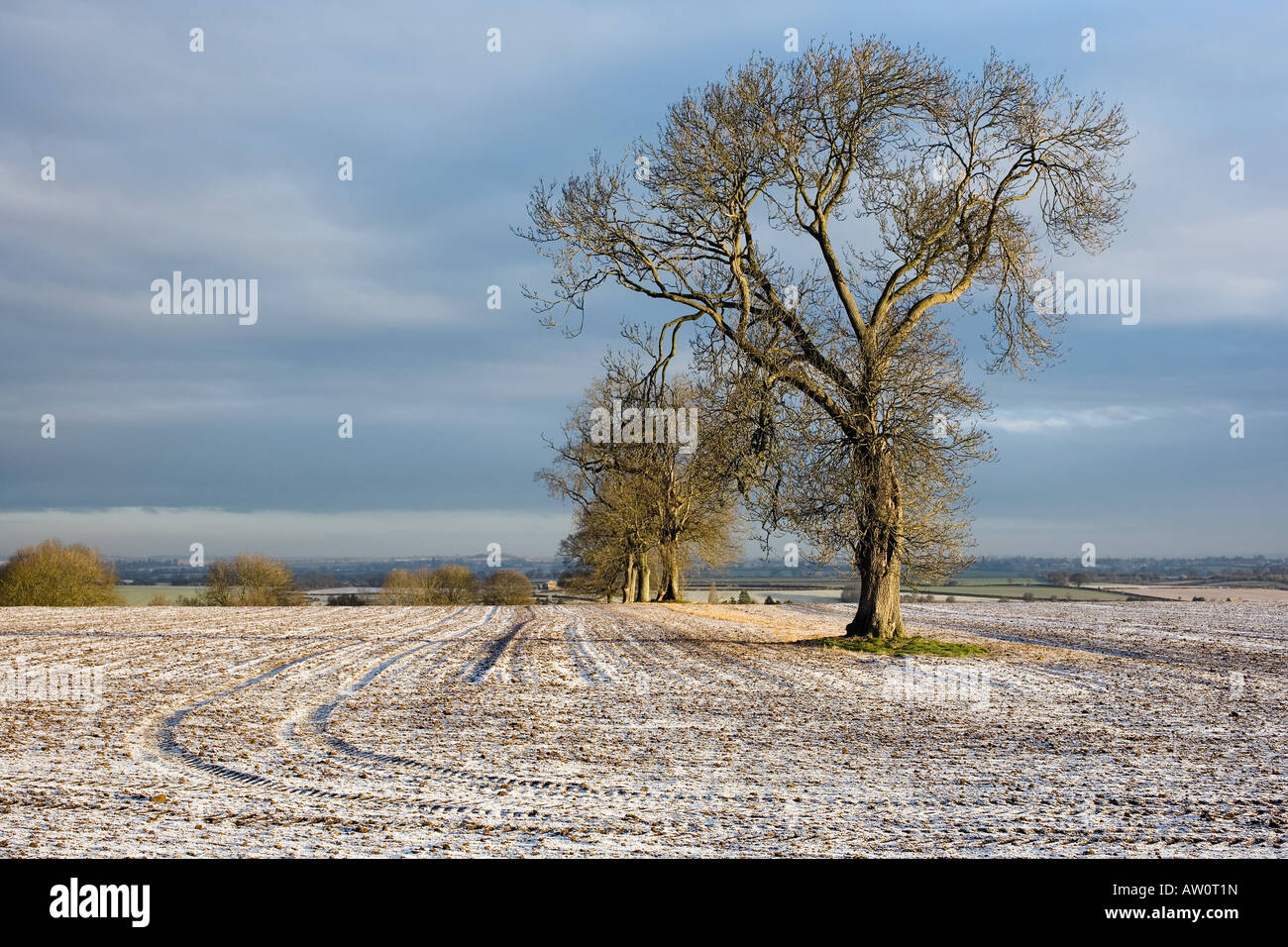 Traktor-Reifenspuren auf einem frostigen Feld. Oxfordshire, England Stockfoto