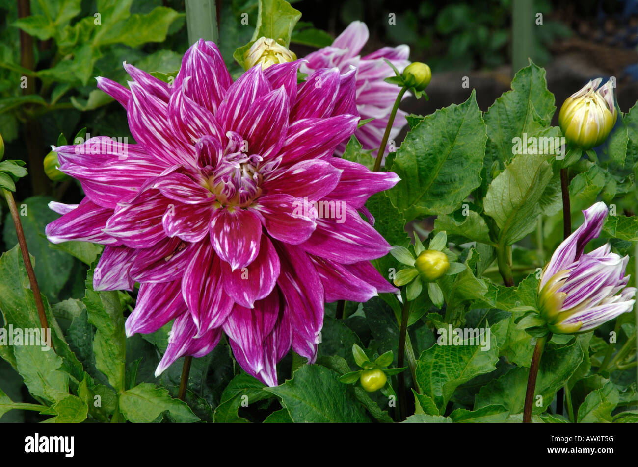 Blühende Dahlie (Dahlia Praemie 18) in einem Garten Stockfoto