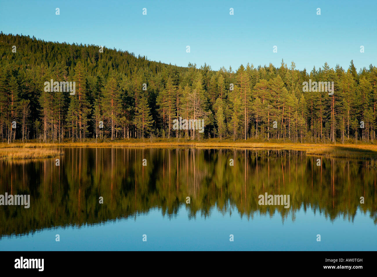 Kiefern im schwedischen Wald, Schweden Stockfoto