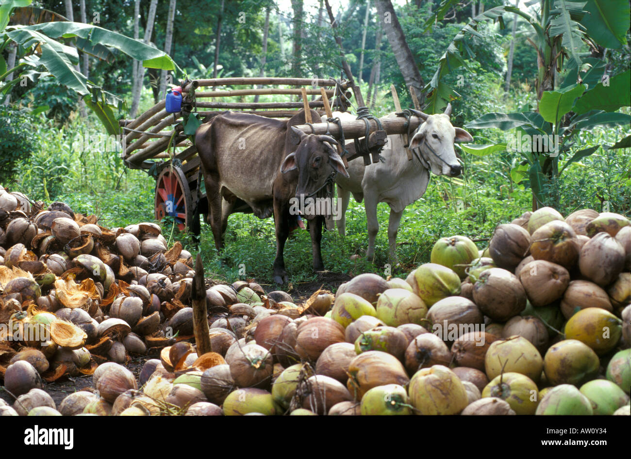 Arbeiten Brahma Rinder mit Holzkarren, Malaysia Stockfoto