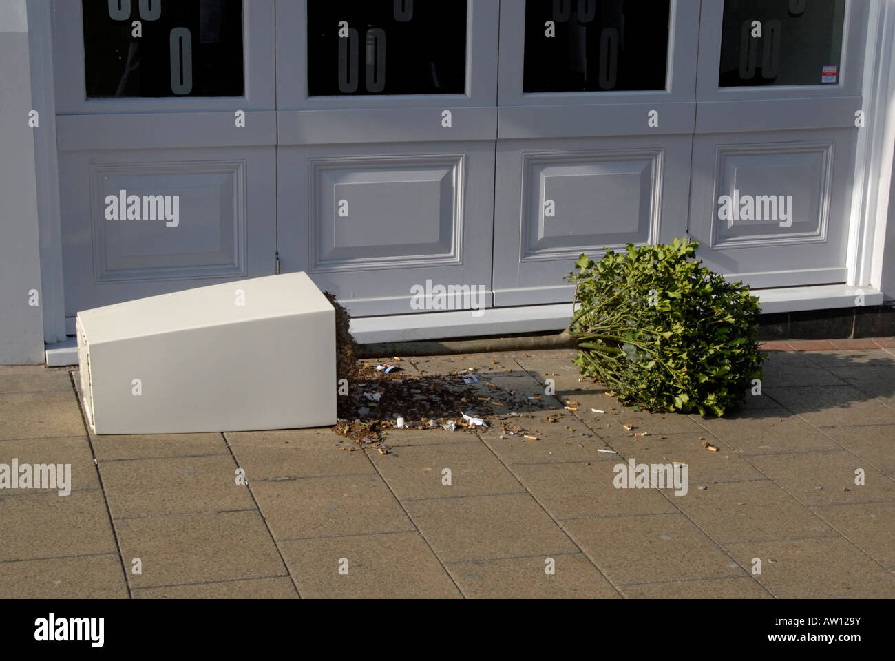 Samstag Nacht Vandalismus: ornamentale Baum vergossen und verstreut Zigarettenkippen vor Club am Sonntagmorgen, Sutton Surrey Stockfoto