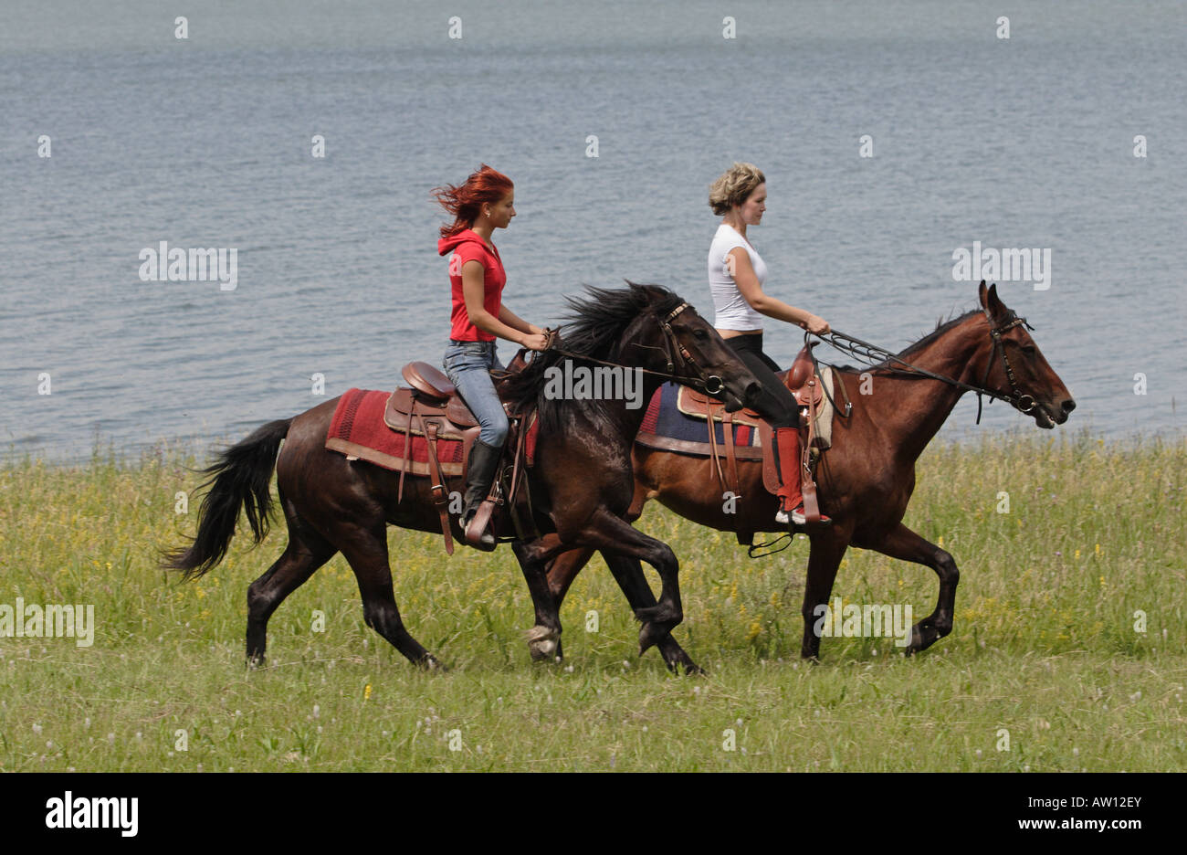 Pferd auf zwei beinen Fotos und Bildmaterial in hoher Auflösung Alamy