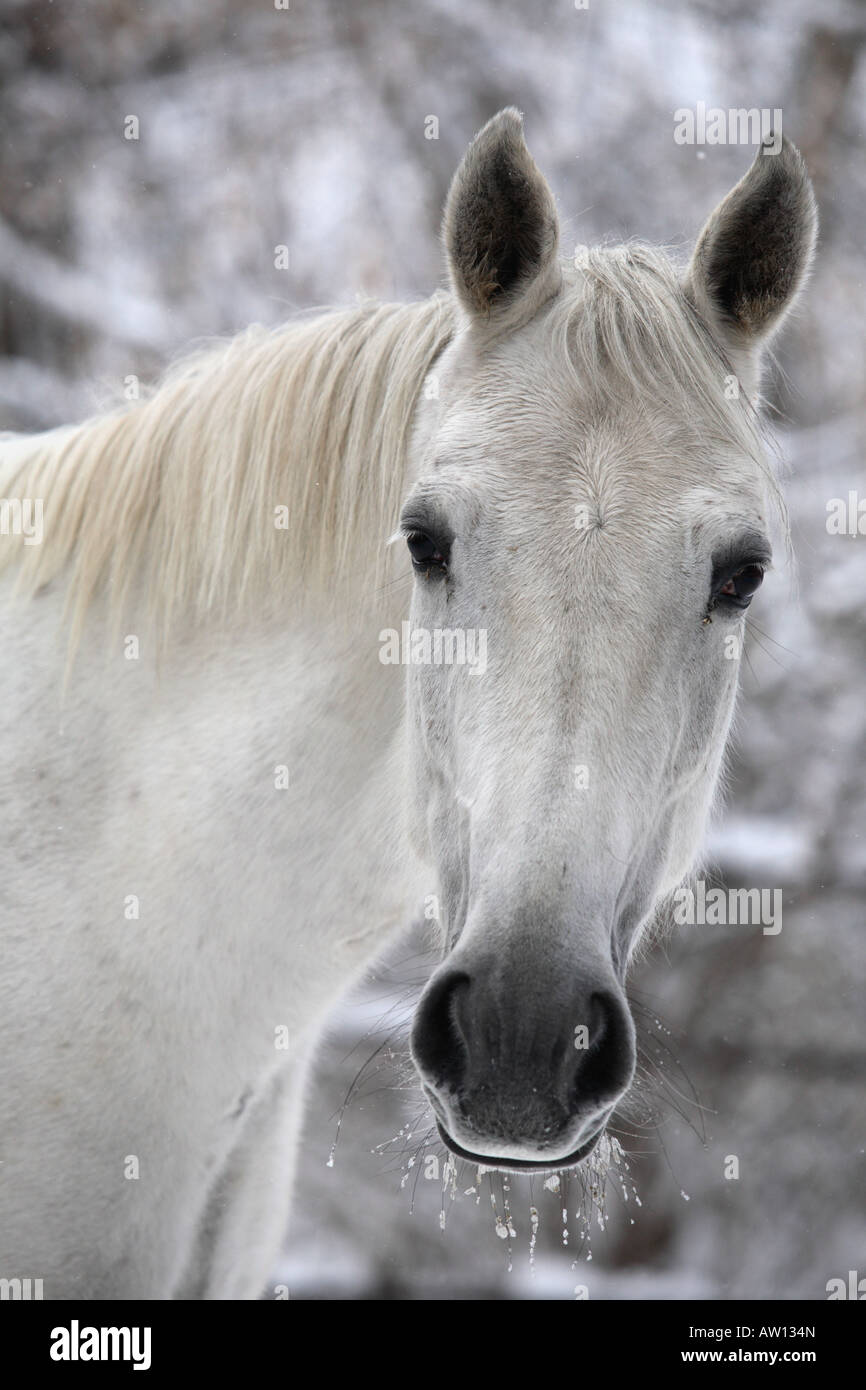 Porträt von einem weißen Pferd in einem Wintertag Stockfoto