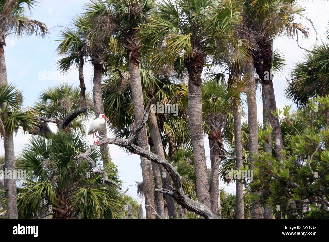 Weißer Ibis im Weihnachten FL-Orlando Wetlands Park Stockfoto