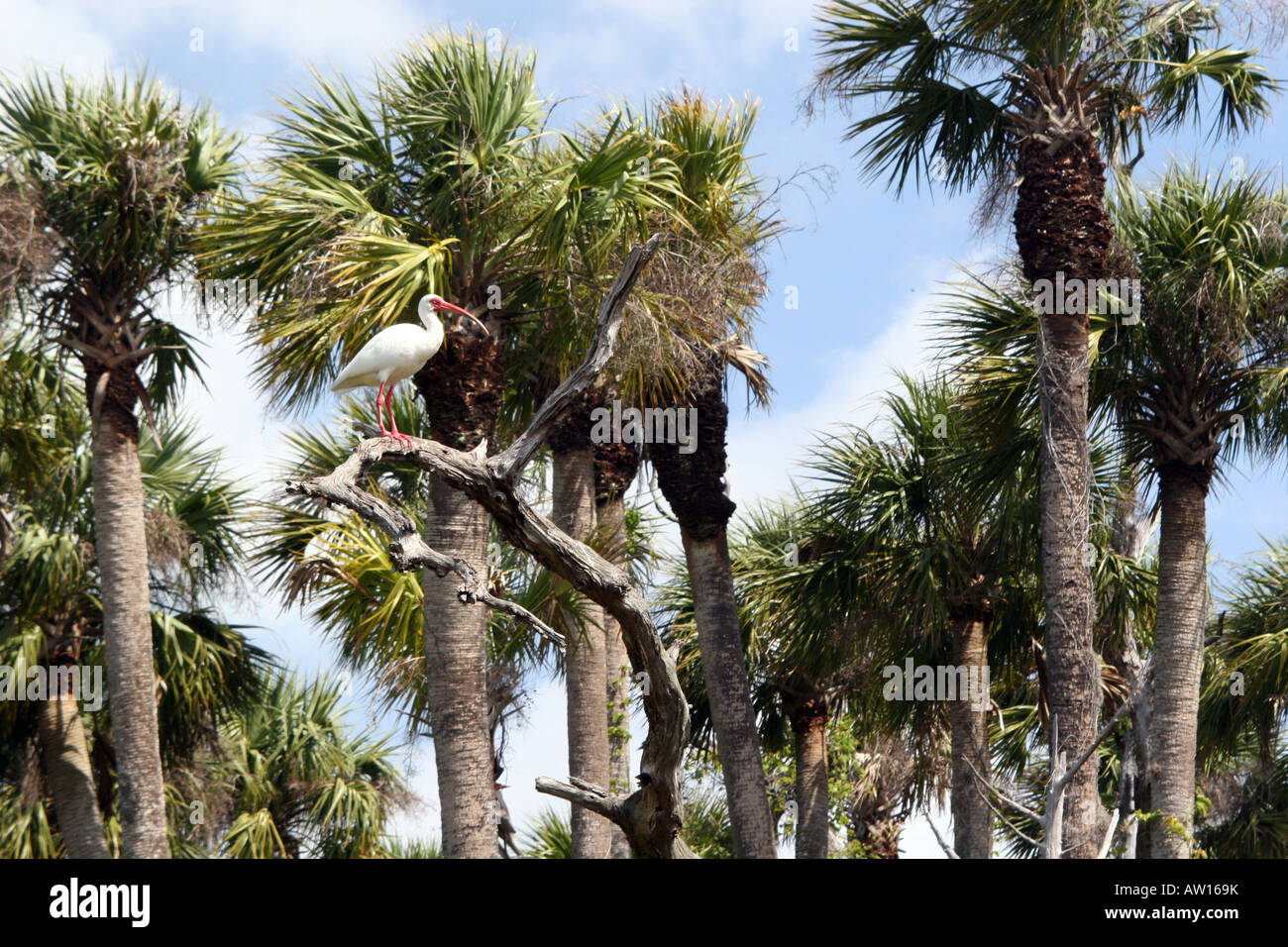 Weißer Ibis im Weihnachten FL-Orlando Wetlands Park Stockfoto