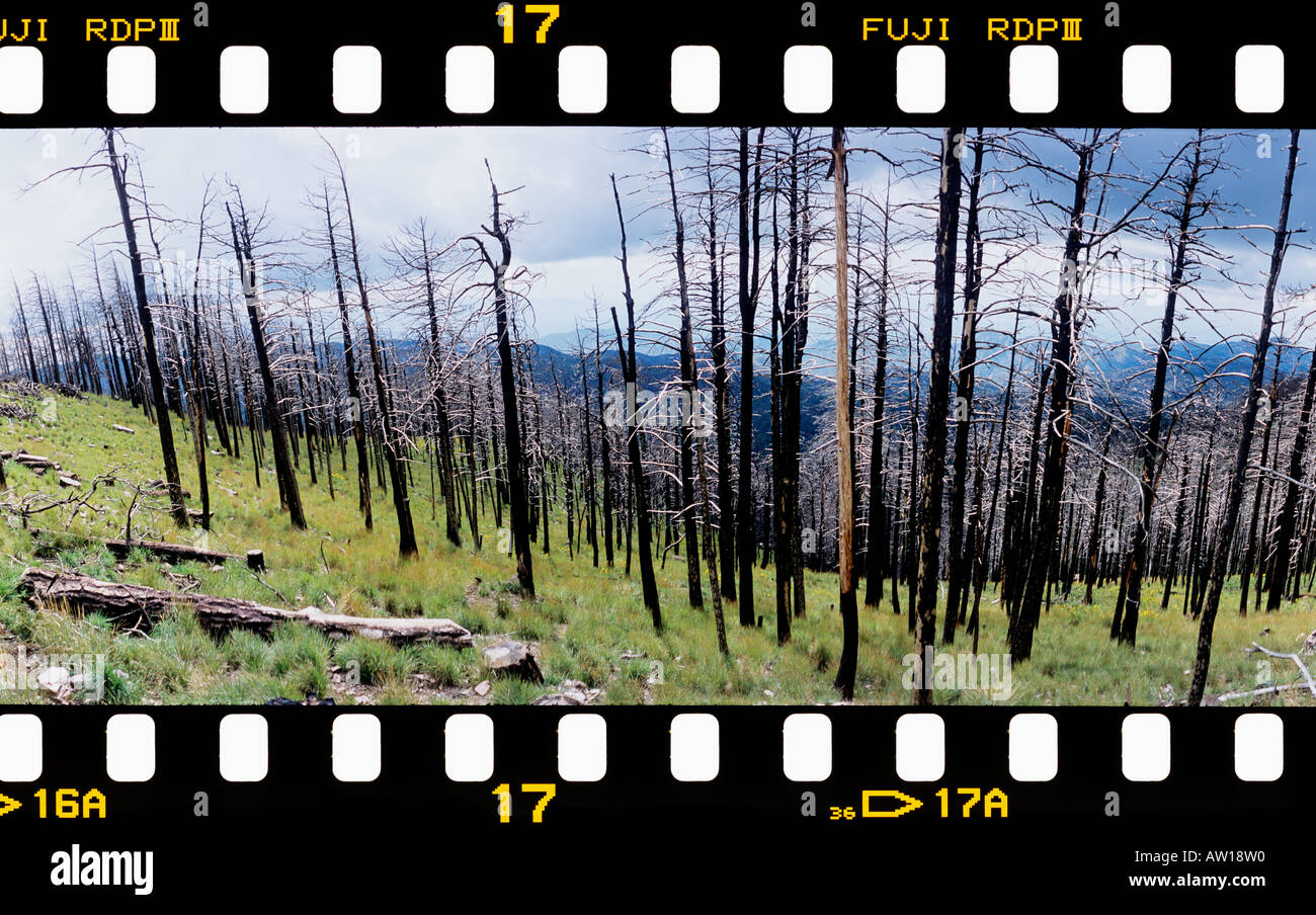 Neues Wachstum kommt wieder nach dem Aspen Brand auf Mt. Lemmon in Santa Catalinas in der Nähe von Tucson, Arizona. Stockfoto