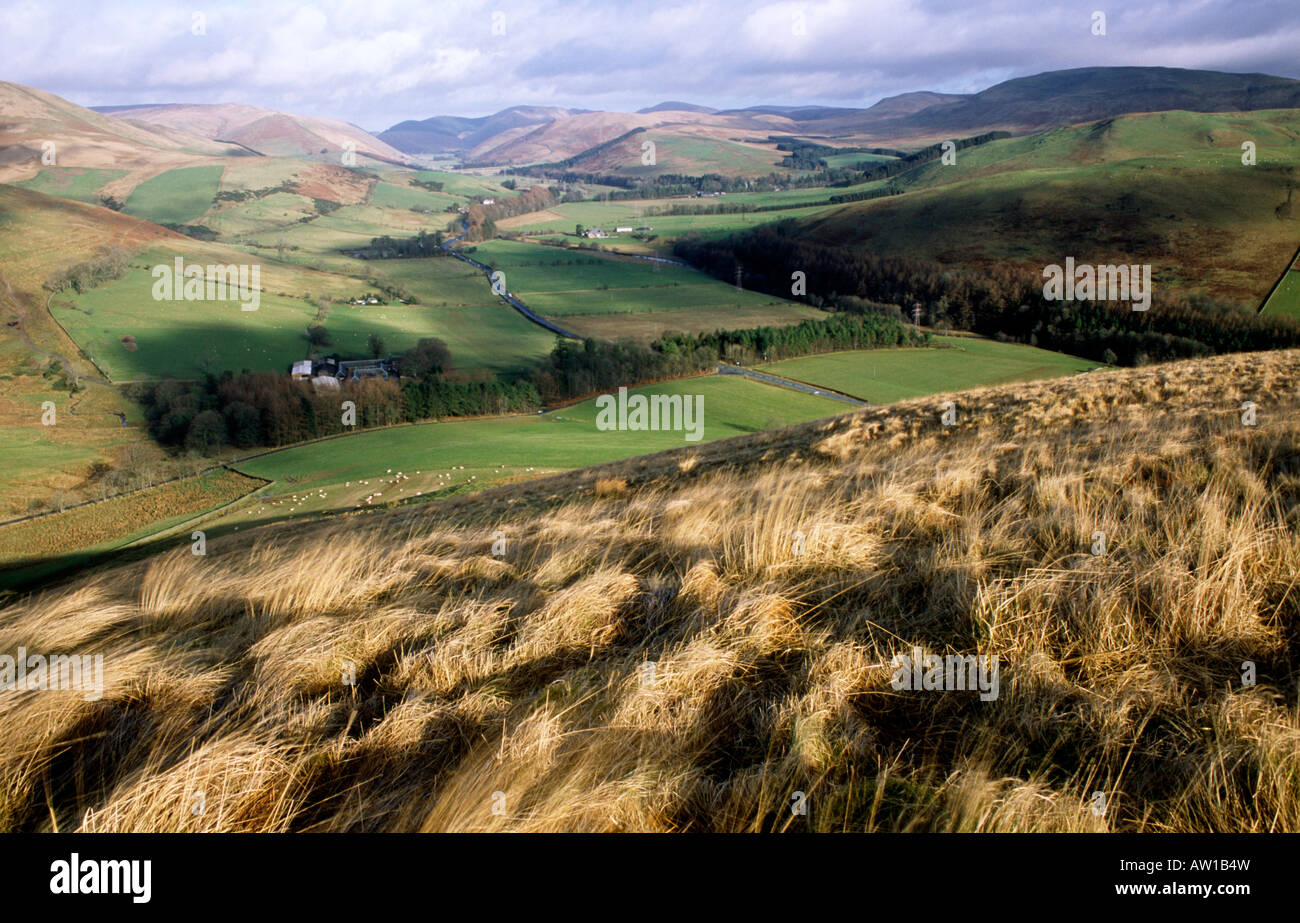 Scottish Border Hills Bergwandern nahe Langholm Wrae Hill nachschlagen Mutterschafe Wasser und A7 in Richtung Hawick Scotland UK Stockfoto
