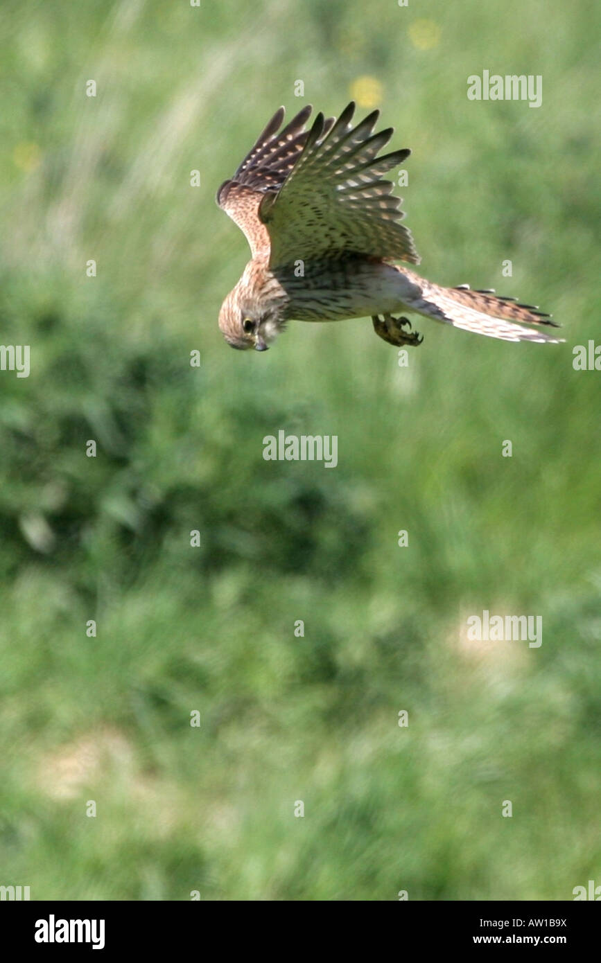 Turmfalken schweben Stockfoto