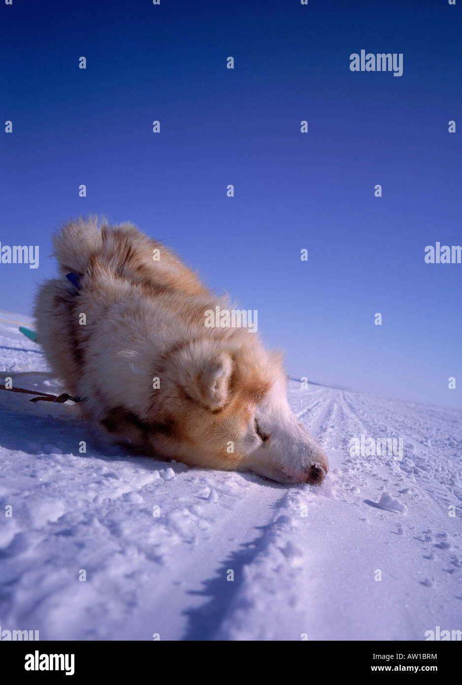 Husky ruhen im Schnee, Cambridge Bay, North West Territories, Kanada Stockfoto