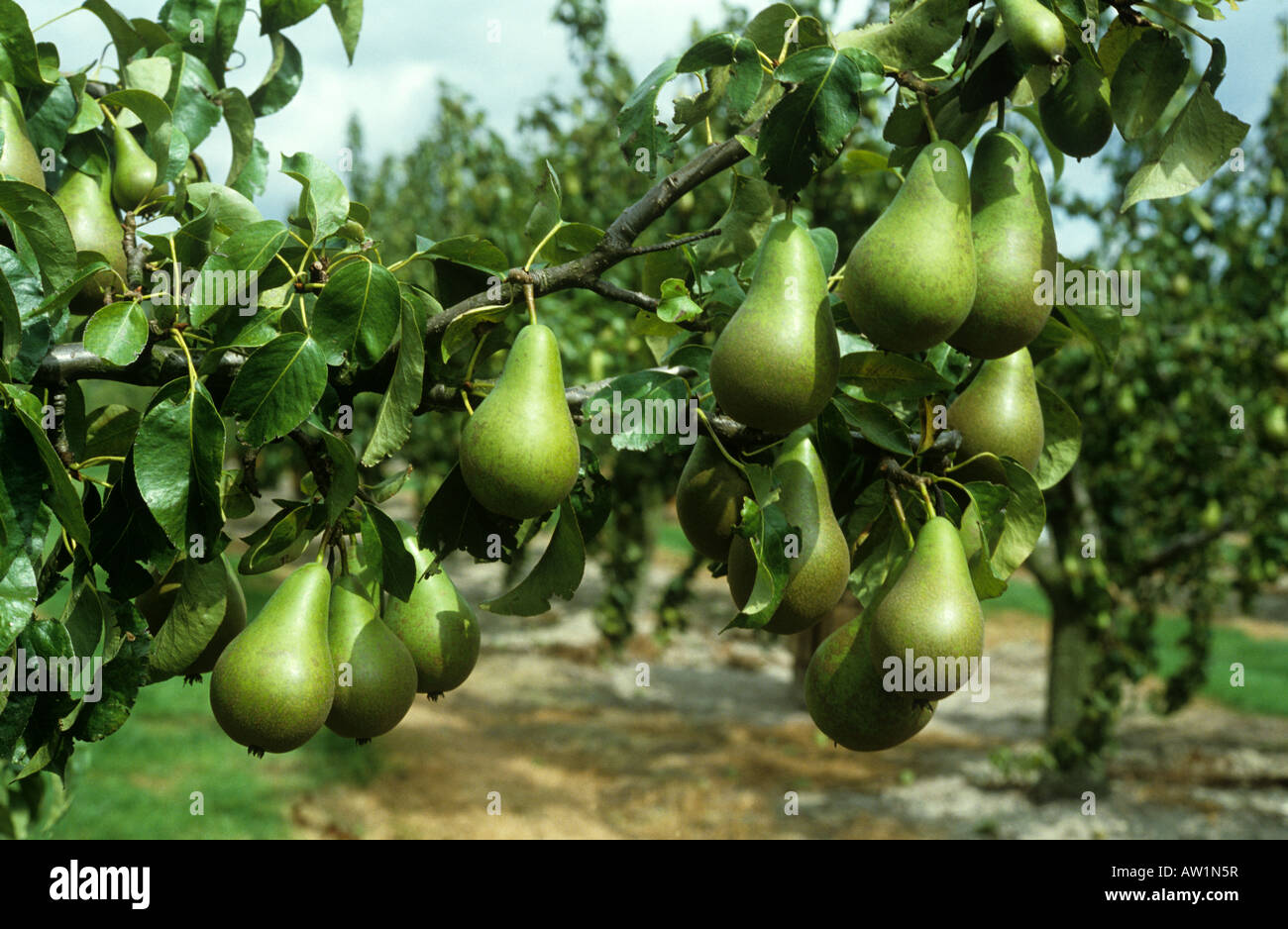 Schweren Ernte von reifen Birnen Vielzahl Konferenz auf dem Baum Stockfoto