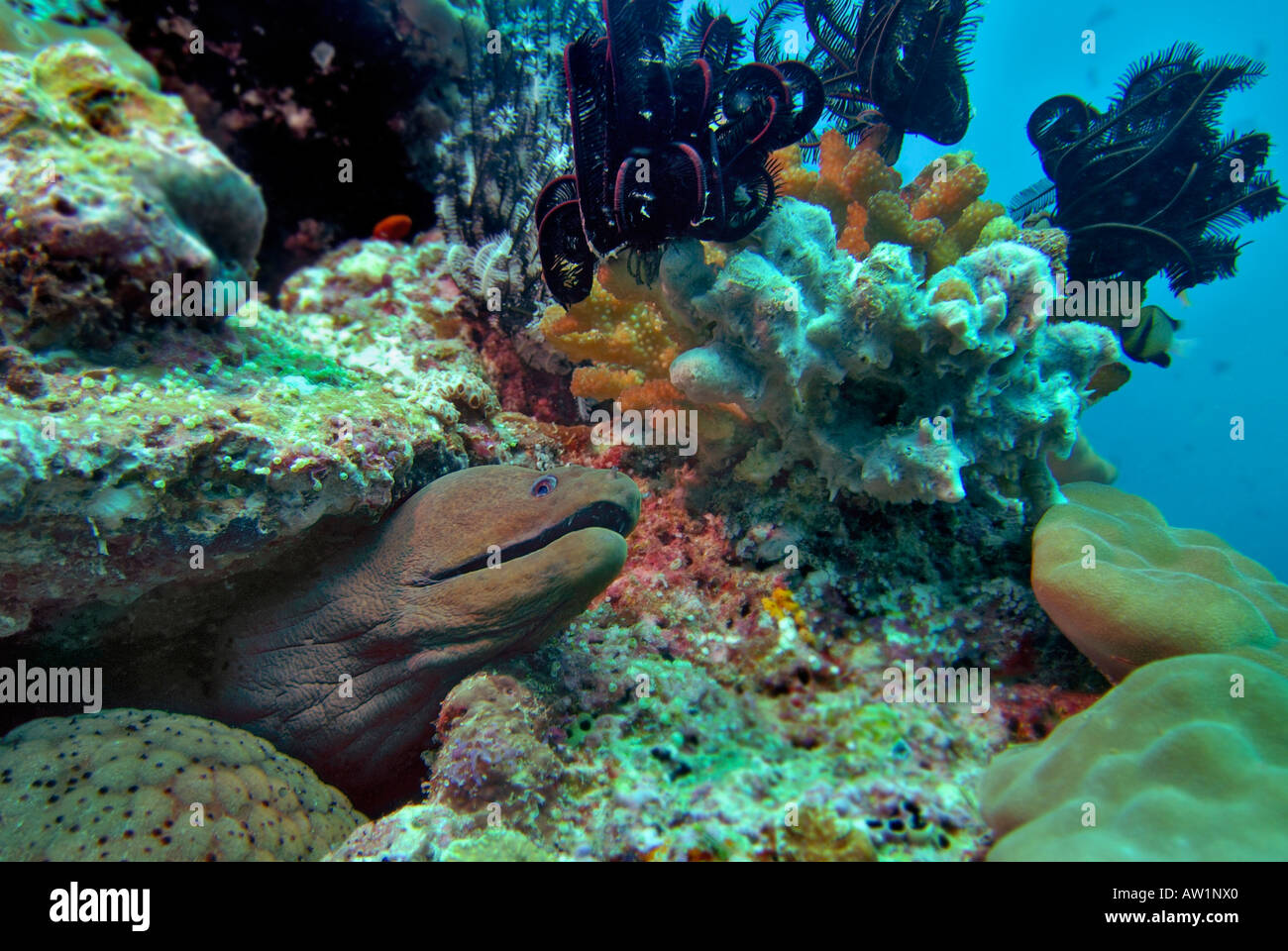 Riesige Muray (Gymnothorax Javanicus) auf Vakarufalhi-Ari-Atoll, Malediven, Indischer Ozean Stockfoto