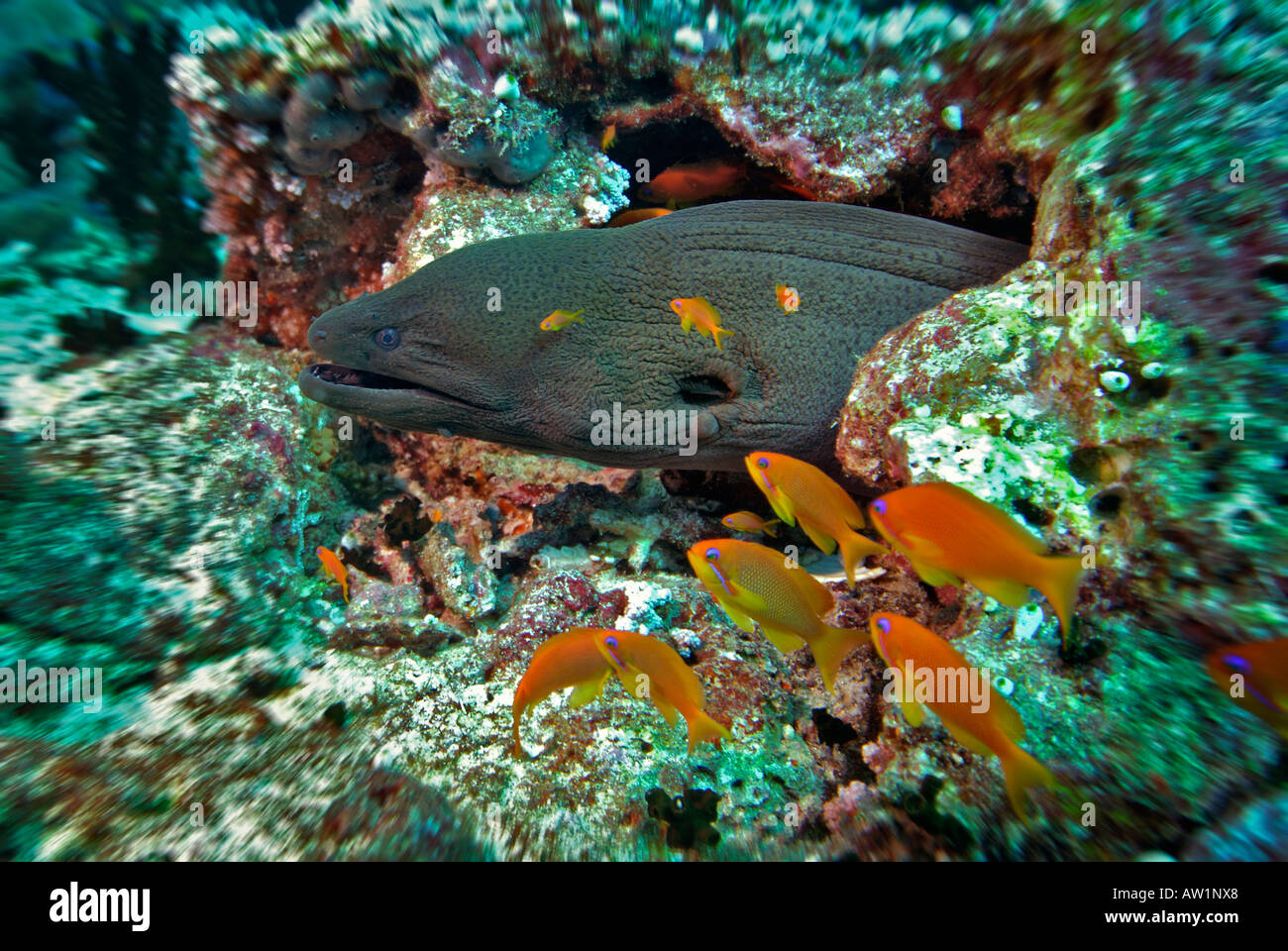 Riesige Muray (Gymnothorax Javanicus) auf Vakarufalhi-Ari-Atoll, Malediven, Indischer Ozean Stockfoto