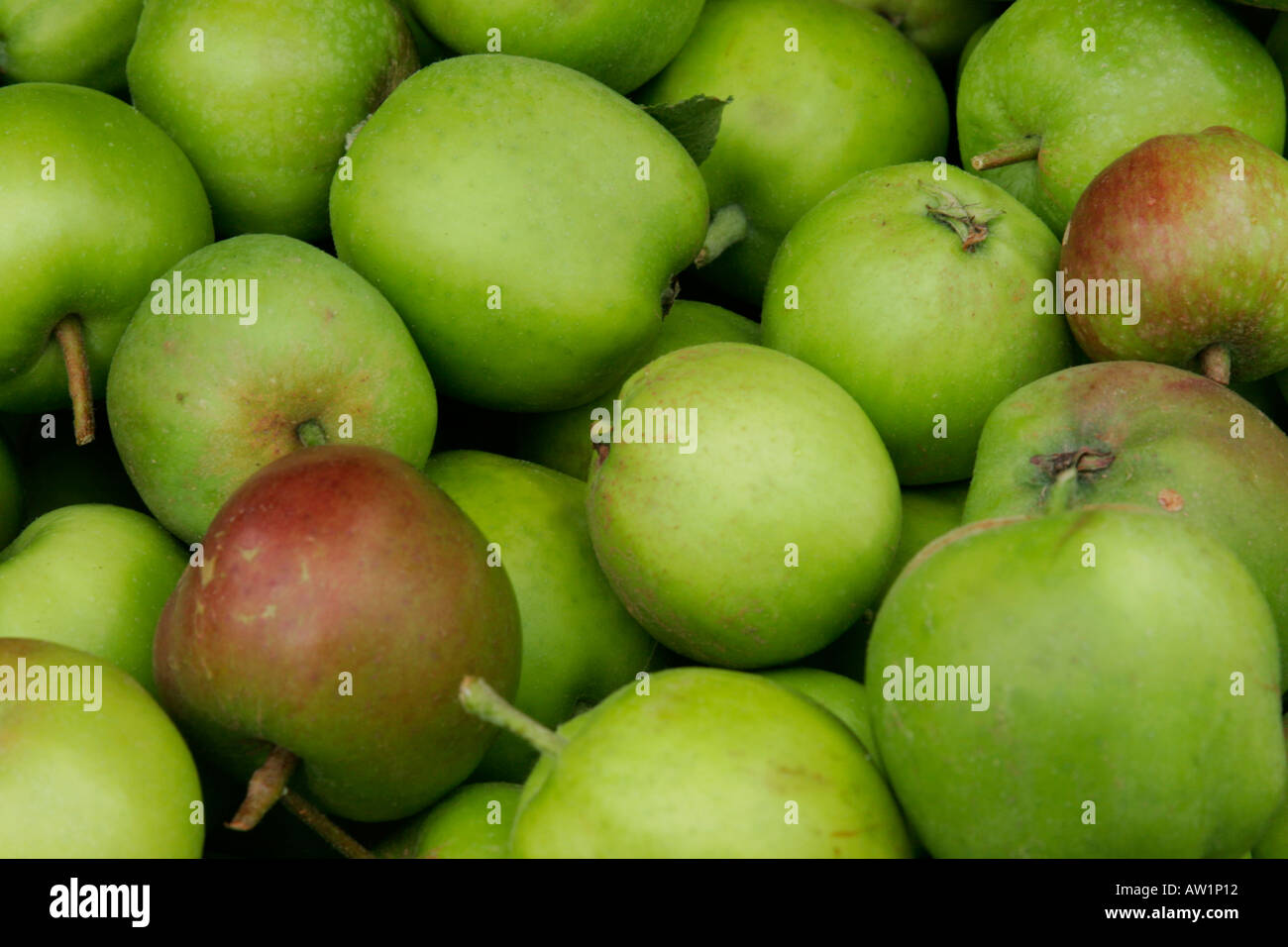 Neu Englisch Äpfel gepflückt Stockfoto