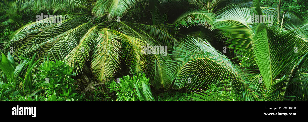Palmwedel und grüne Vegetation in Seychelle Inseln Stockfoto