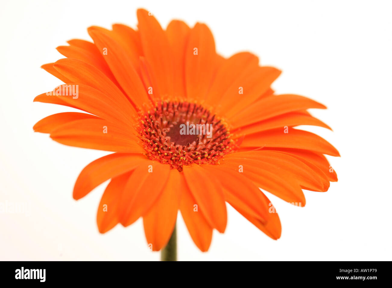 Helle, lebendige orange Gerbera Daisy Blume mit grünem Stiel gegen einen weißen Hintergrund Ausschnitt Grußkarte Standbild Stockfoto