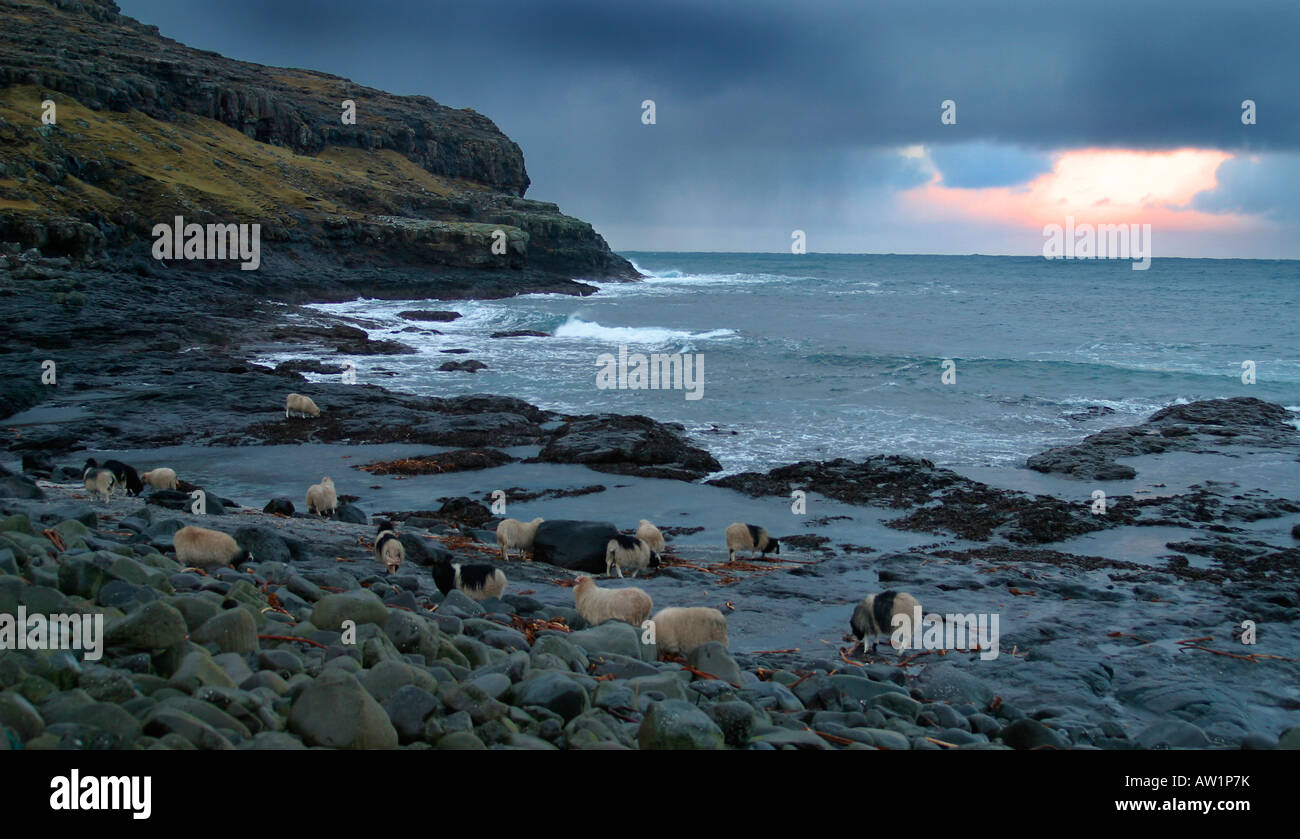 Schafe auf der felsigen Küste, Färöer Inseln Stockfoto