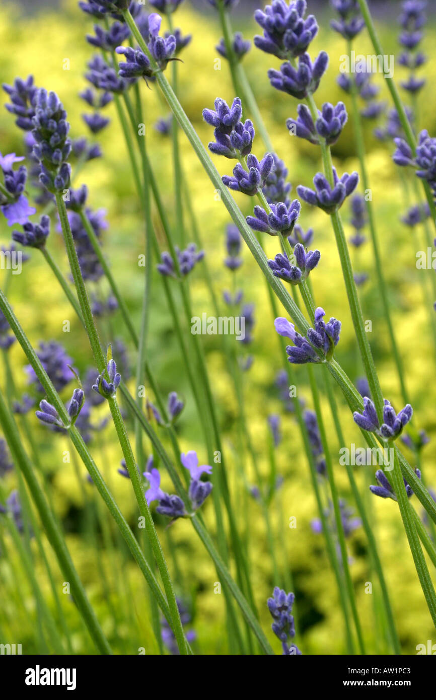 Lavendel Blumen hautnah Stockfoto