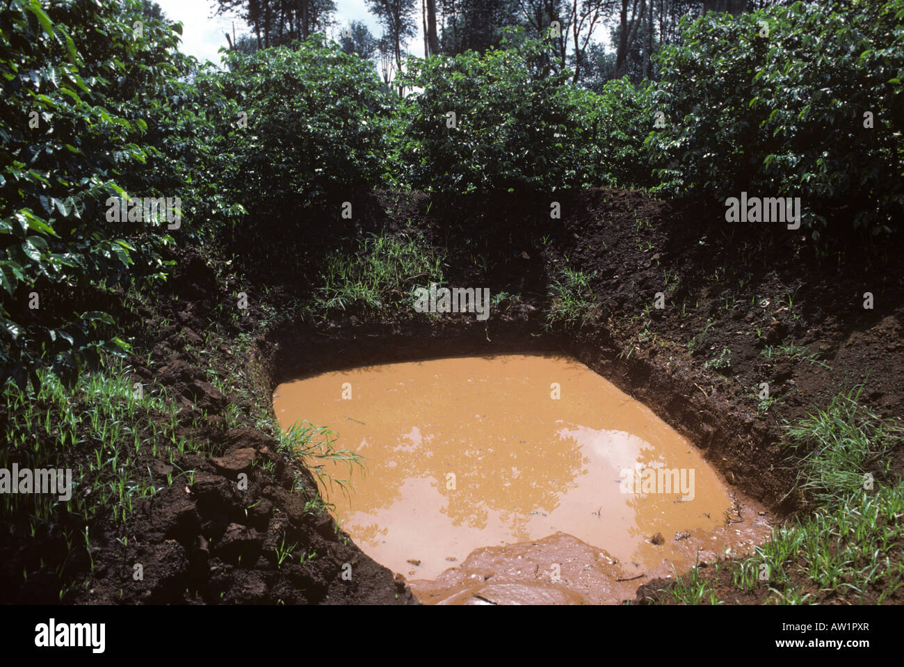 Einzugsgebiet Wasserloch in einer kenianischen Kaffeeplantage nach starken Regenfällen mit Wasser gefüllt. Stockfoto