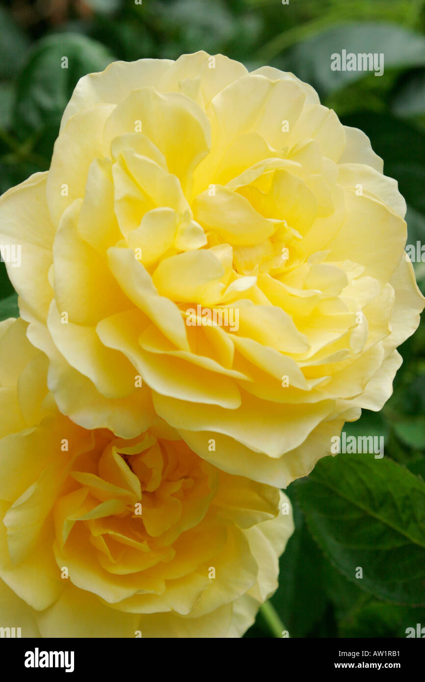 Gelben Blüten der Rose Graham Thomas Stockfoto