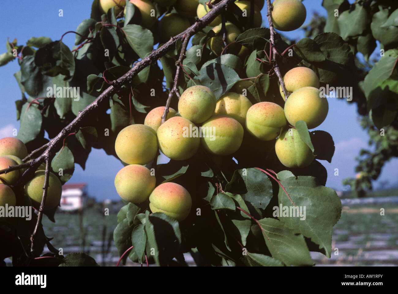 Reifenden Aprikosen Früchte auf dem Baum in der Nähe von Salerno Italien Stockfoto