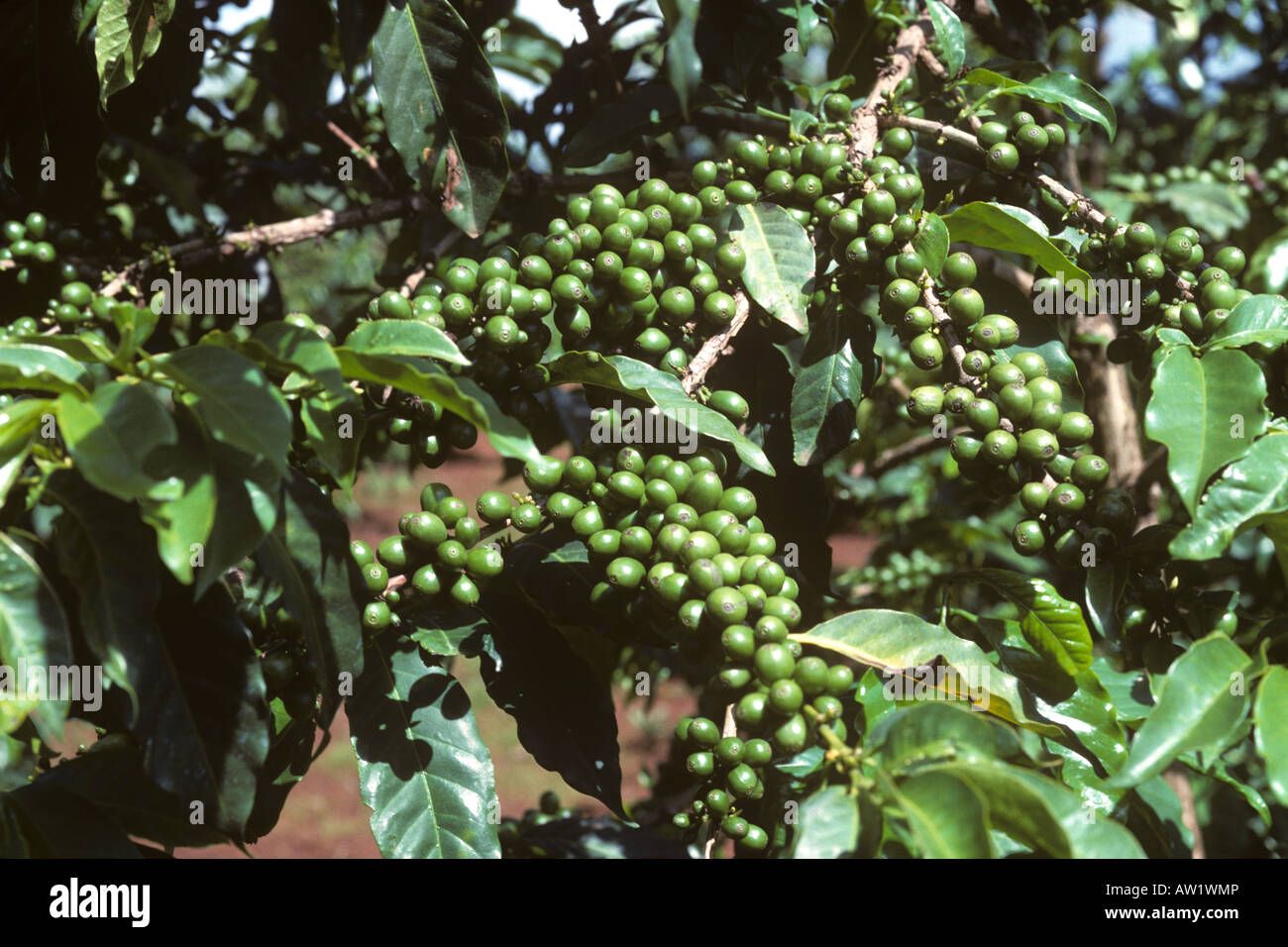 Gute Ernte des Arabica-Kaffees Beeren unreif und grün auf den Busch in der Nähe von Nairobi Stockfoto