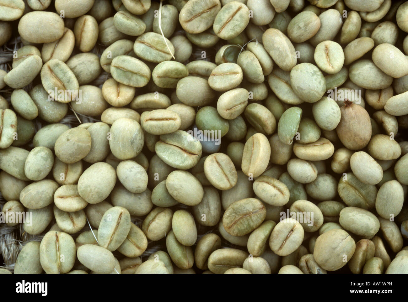 Trocknen Sie Arabica Kaffeebohnen nach dem zerdrücken und Kenia trocknen Stockfoto