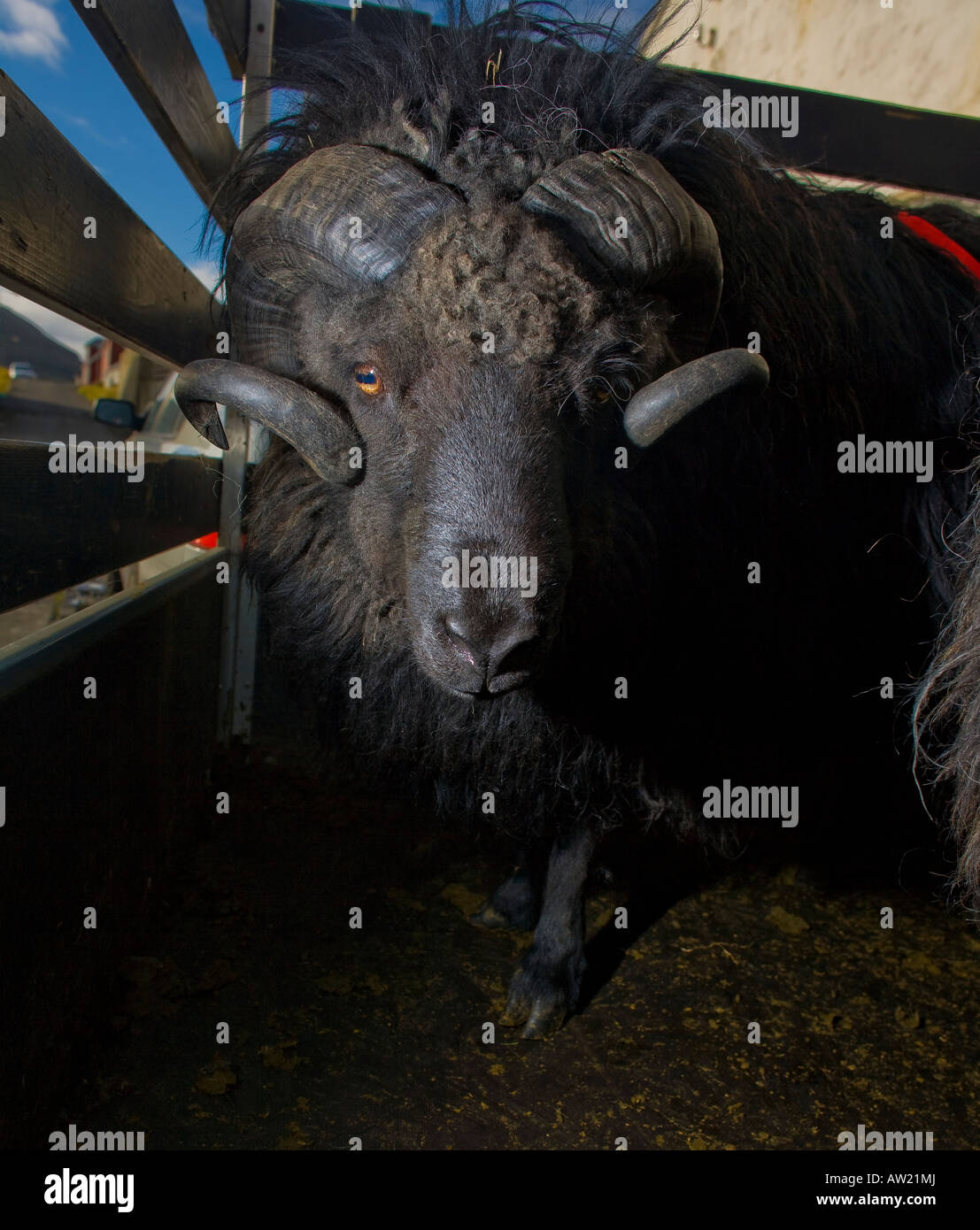 Schafe, Ram, Mine Färöer-Inseln Stockfoto