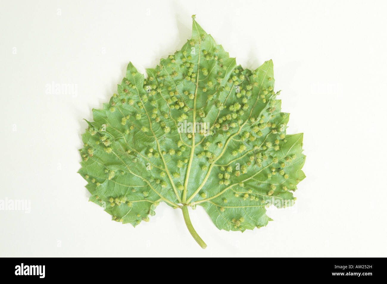 Ine Laus, Traube Reblaus (Viteus Vitifolii, Viteus Vitifoliae), Harzgallen auf gemeinsame Traube Weinblatt (Vitis Vinfera) Stockfoto